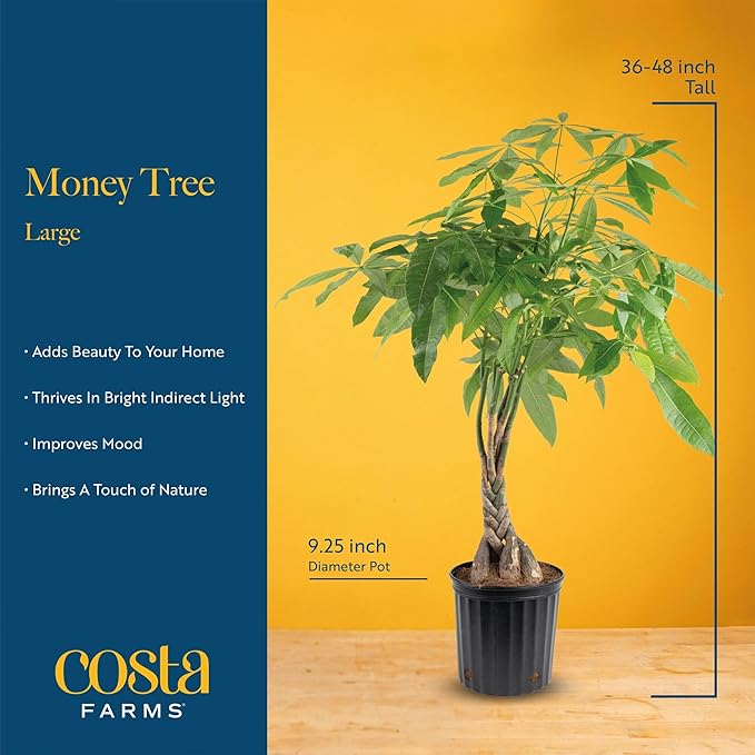 Costa Farms Money Tree Live Plant in Plastic Pot, Easy to Maintain, Large Indoor Houseplant, Perfect for Home, Room, or Office Decor, Great House Warming or Birthday Gift, 3-4 Feet