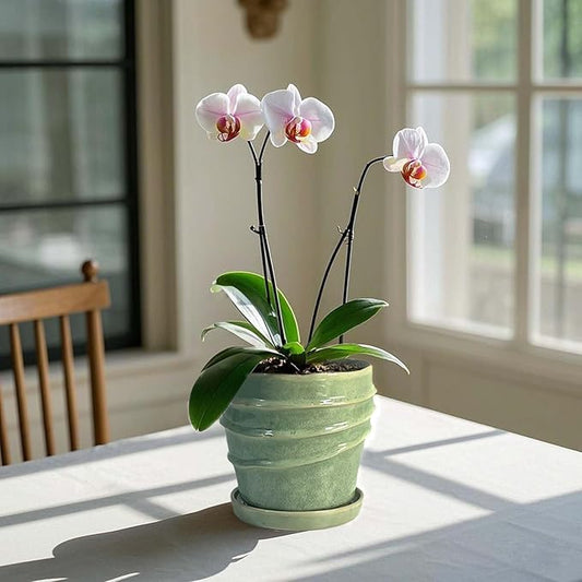6in Plant Pot, Ceramic Planter, Plant Pots Indoor, Plant Pots with Drainage Holes and Saucers, Flower Pots for Indoor Plants, Bright Green