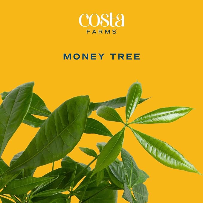 Costa Farms Money Tree Live Plant | 12-16 Inches Tall Bonsai | Easy to Grow Indoor Houseplant in Plant Pot | Home, Office, or Room Decor | Birthday, Housewarming Gift