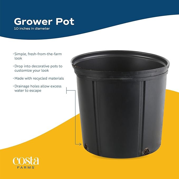 Costa Farms Money Tree Live Plant in Plastic Pot, Easy to Maintain, Large Indoor Houseplant, Perfect for Home, Room, or Office Decor, Great House Warming or Birthday Gift, 3-4 Feet