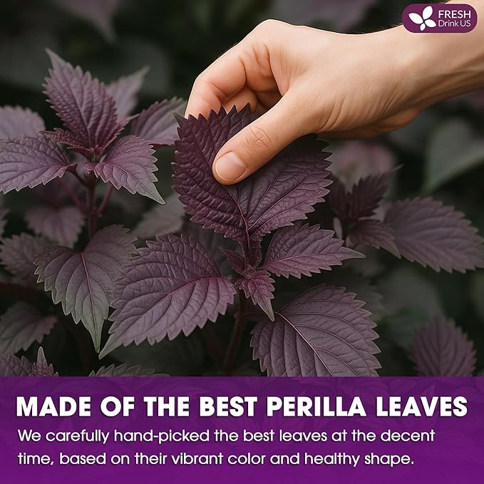 FreshDrinkUS, Premium Perilla Leaf Tea β 75 Tea Bags | 100% Pure Perilla Leaves | Caffeine-Free, Non-GMO, Natural Packaging | Herbal Tea Bags for Daily Enjoyment. Gluten-Free. Sugar-Free. Vegan