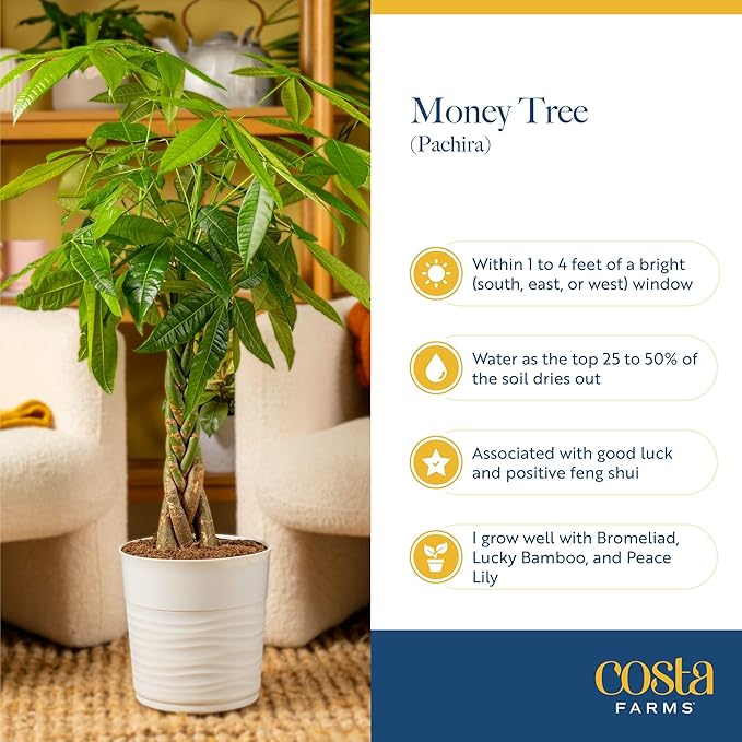 Costa Farms Money Tree Live Plant | 12-16 Inches Tall Bonsai | Easy to Grow Indoor Houseplant in Plant Pot | Home, Office, or Room Decor | Birthday, Housewarming Gift