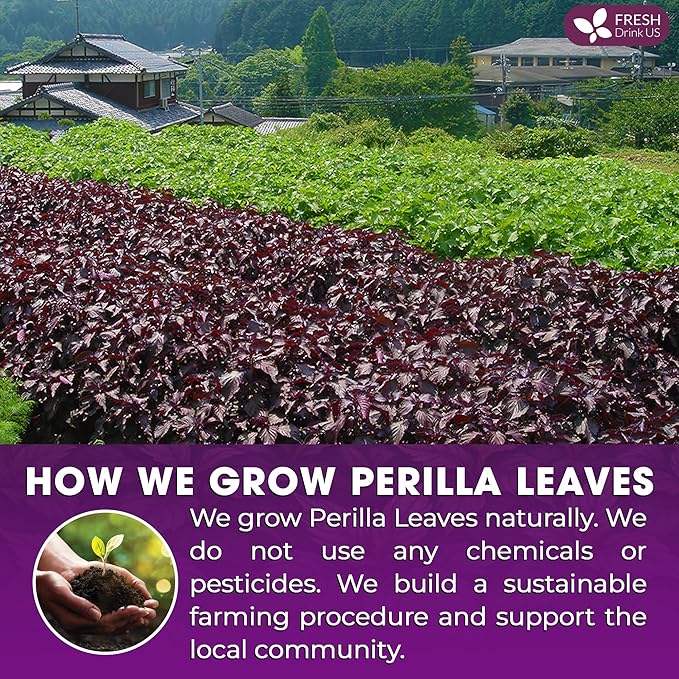 FreshDrinkUS, Premium Perilla Leaf Tea β 75 Tea Bags | 100% Pure Perilla Leaves | Caffeine-Free, Non-GMO, Natural Packaging | Herbal Tea Bags for Daily Enjoyment. Gluten-Free. Sugar-Free. Vegan
