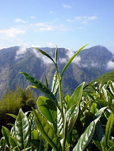 Zi Chun Tea - Milk Oolong Tea : Premium Loose Leaf High Mountain Oolong Tea from Taiwan : Vacuum Packed for Freshness : Organically Grown Jin Xuan with Great Creamy Nutty Taste and Aroma - 3.5 ounces