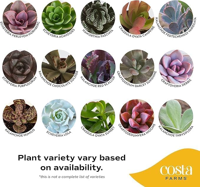 Costa Farms Mini Succulent Live Plants in Cute Pots, Easy to Maintain Indoor Succulents, Houseplants for Home or Office Decor, House Warming or Birthday Gift, 2-3.5 Inches Tall, Pack of 3