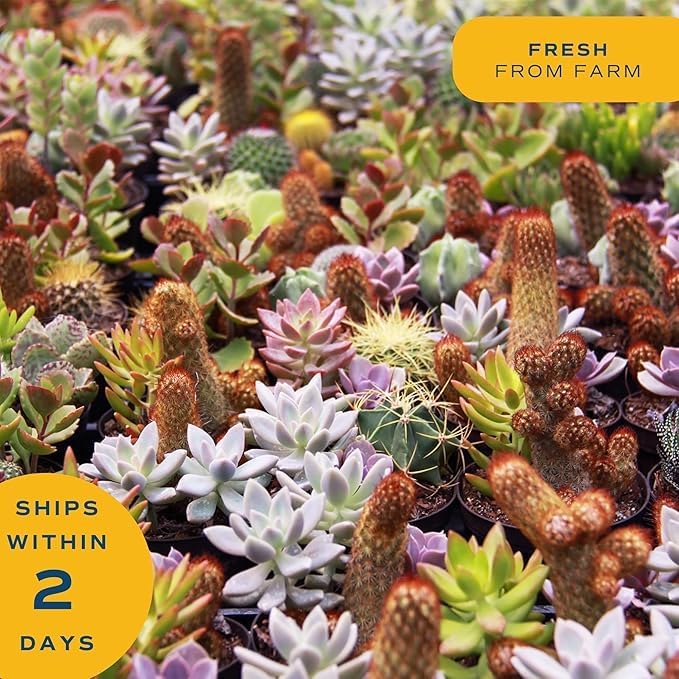 Costa Farms Mini Succulent Live Plants in Decorative Pots, Easy to Maintain Indoor Succulents, Houseplants for Home or Office Decor, House Warming or Birthday Gift, 2-3.5 Inches Tall, Pack of 3