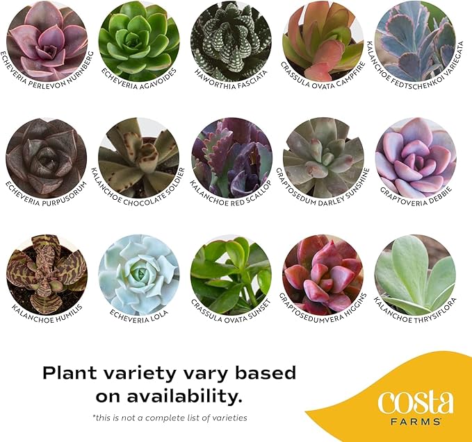 Costa Farms Succulent Plant, Live Indoor Mini Succulent Plant in Hanging Basket Succulents Plant Pot, Potting Soil Mix, Grower's Choice, Easy Grow Houseplant, Home and Room Decor, 2-Inches Tall