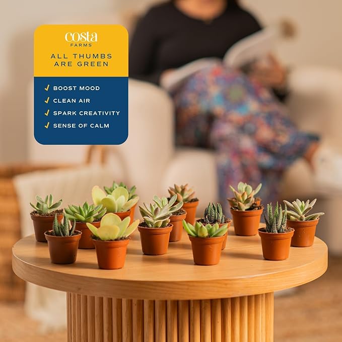 Costa Farms Succulents (100 Pack), Live Mini Succulent Plants, Hand-Selected Variety Mix, Potted in Nursery Plant Pots, Gift for Bulk Baby Shower, Bridal Shower, DIY Room Decor