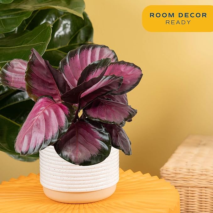 Costa Farms Calathea Pink Star Live Plant in Decorative Pot, Indoor Houseplant, Perfect for Home, Room, or Office Decor, Great House Warming or Birthday Gift, 12-18 Inches Tall