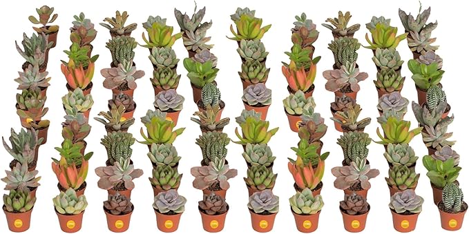 Costa Farms Succulents (100 Pack), Live Mini Succulent Plants, Hand-Selected Variety Mix, Potted in Nursery Plant Pots, Gift for Bulk Baby Shower, Bridal Shower, DIY Room Decor