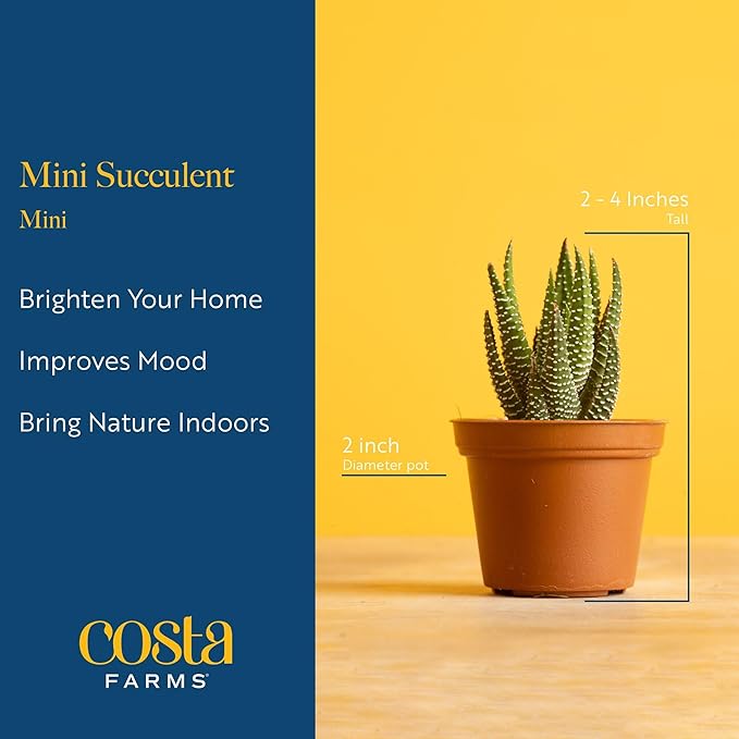 Costa Farms Mini Succulent Live Plants in Plastic Pots, Easy to Maintain Indoor Succulents, Houseplants for Home or Office Decor, Great House Warming or Party Favors, 2-3.5 Inches Tall, Pack of 25