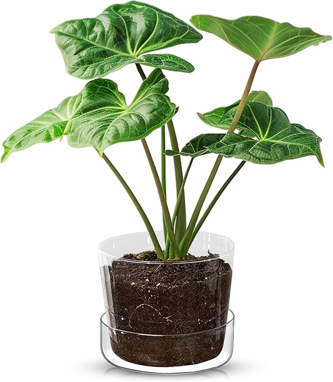 Sheer Glass Pot Planter with Drainage Holes & Tray - Decorative & Modern for All House Plants (8 Inches)