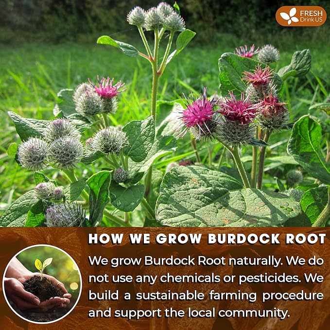 FreshDrinkUS, Premium 75 Burdock Root Tea Bags, 100% Natural & Pure from Burdock Root. Made with Natural Material Tea Bags. No Sugar, No Caffeine, No Gluten, Vegan.