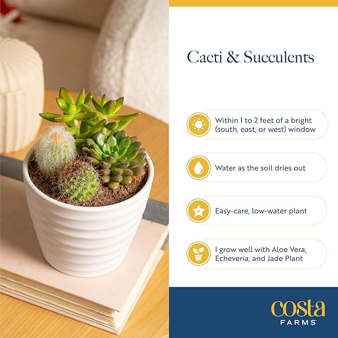 Costa Farms Succulent Plant, Live Indoor Plant Mini Succulent in Cute Decor Plant Pot, Potting Soil Mix, Grower's Choice, Room Decor, Housewarming Gift, 2-Inches Tall