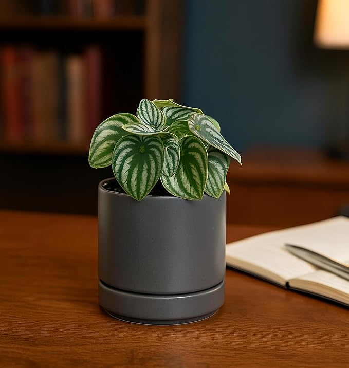D'vine Dev Set of 4 Small Ceramic Plant Pots, 4.7 Inch Succulent Planter Pot for Plants with Drainage Hole and Saucer, Grey, 94-X-B-3