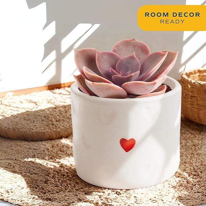 Costa Farms Succulent Plant, Live Indoor Plant Mini Succulent in Cute Decor Plant Pot, Potting Soil Mix, Grower's Choice, Room Decor, Housewarming Gift, 2-Inches Tall