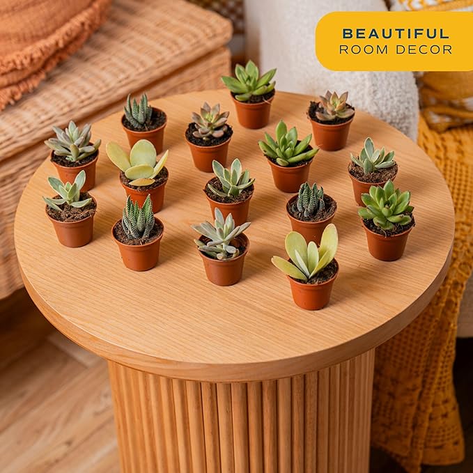 Costa Farms Succulents (100 Pack), Live Mini Succulent Plants, Hand-Selected Variety Mix, Potted in Nursery Plant Pots, Gift for Bulk Baby Shower, Bridal Shower, DIY Room Decor