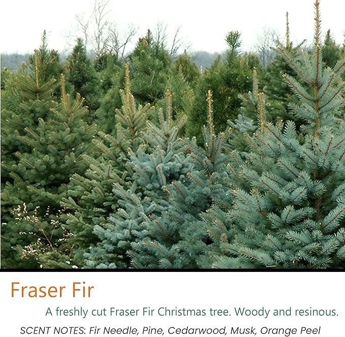 Candeo Candle Woodsy Winter Tealights 12 Pack Soy Beeswax Blend – Winter Lodge, Fraser Fir, O Christmas Tree, Clove & Holiday Home – Cozy Cabin Holiday Candles Handmade USA (Fraser Fir)