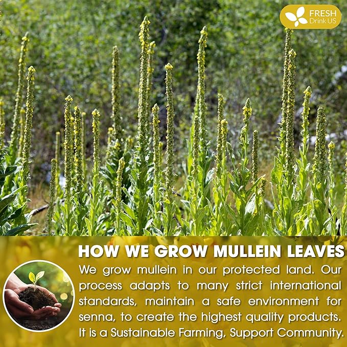 FreshDrinkUS, Premium 25 Mullein Leaf Tea For Lungs, Lung Detox For Smokers, Handmade, 100% Natural & Pure, Mullein Tea, No Sugar, No Caffeine, No Gluten, Vegan