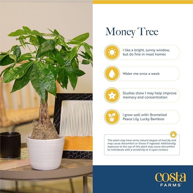 Costa Farms Money Tree Live Plant in Decorative Pot, Air Purifying Indoor Houseplant, Perfect for Home, Room, or Office Decor, Great House Warming or Birthday Gift, 8-10 Inches Tall