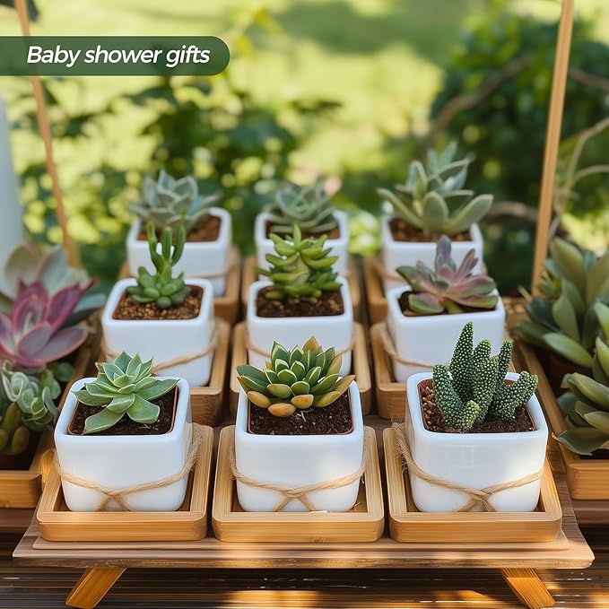 T4U 2 Inch Small White Succulent Planter Pots with Bamboo Tray Square Set of 2, Ceramic Flower Pots Cactus Air PlantContainers,Gardening Plant Gifts for Women, Modern Home and Office Decor