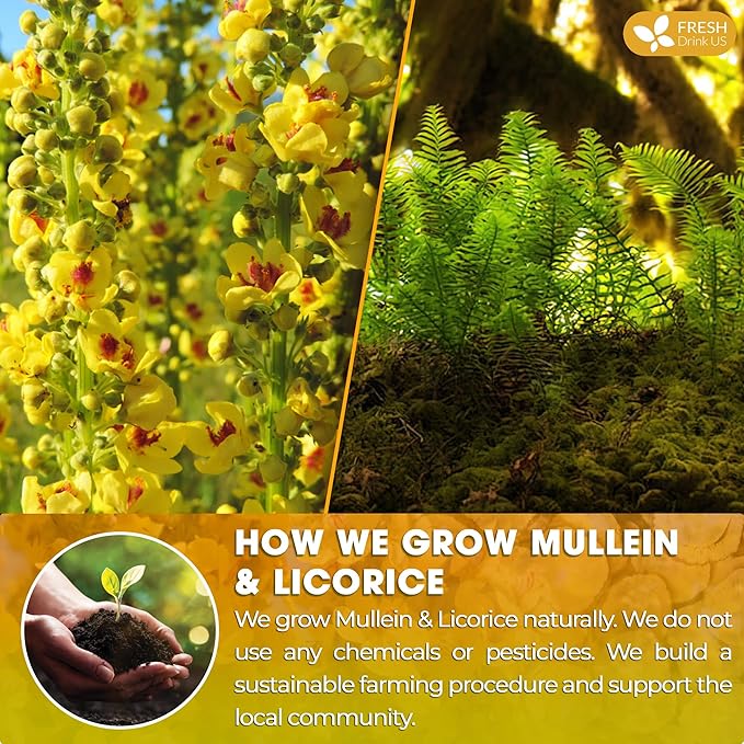 FreshDrinkUS, Premium 55 Mullein Licorice Tea Bags, 100% Natural, Blend of Mullein Leaves, and Licorice Root. Made with Natural Material Tea Bags. No Sugar, Vegan.