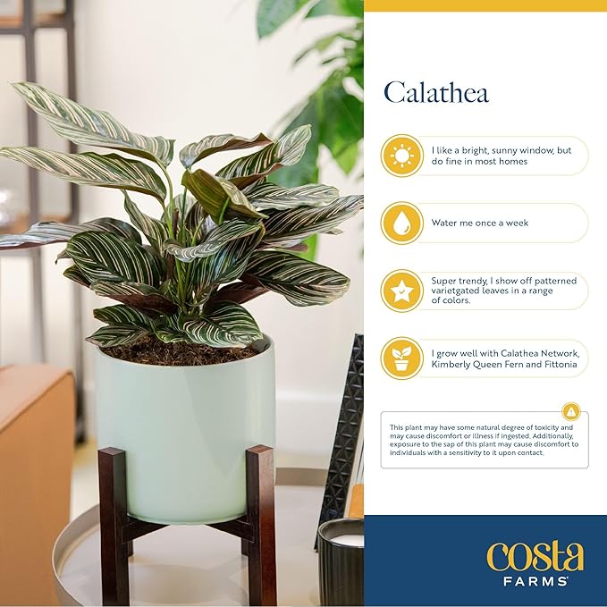 Costa Farms Calathea Pink Star Live Plant in Decorative Pot, Indoor Houseplant, Perfect for Home, Room, or Office Decor, Great House Warming or Birthday Gift, 12-18 Inches Tall