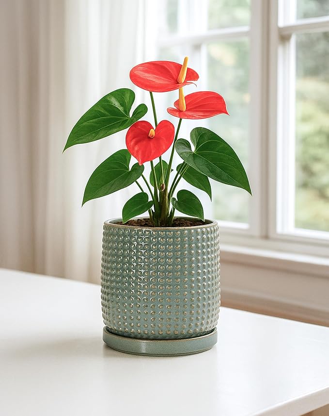 D'vine Dev 6 Inch Ceramic Beaded Stoneware Planter Pot - Flower Pot with Drainage Holes and Saucers for Indoor Succulent Plants or Flowers, Olive, 27-C-X-0