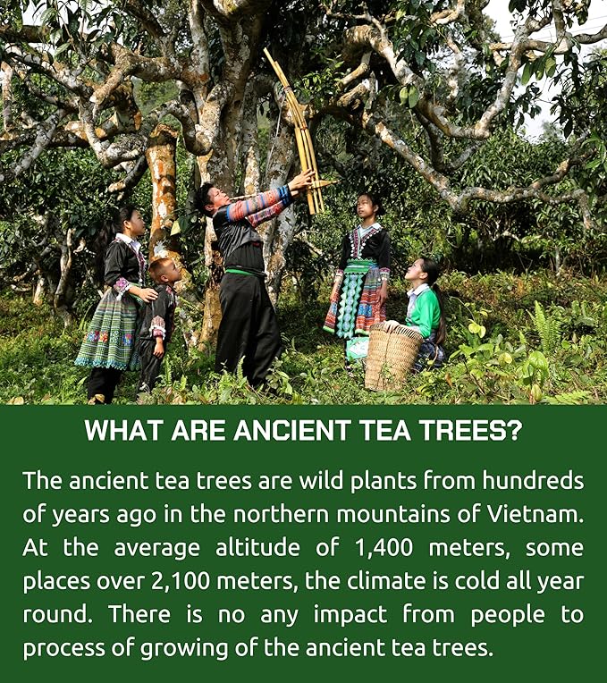 VIXI Puerh Tea, 48 Counts, Vietnam's Mountain Tea, Pu erh Tea Bricks, 100% Natural from Ancient Tea Tree, Premium Pu-erh Tea for Hot and Cold Brew
