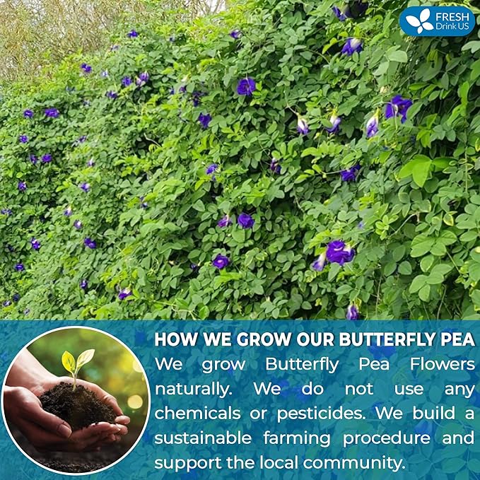 FreshDrinkUS, Premium 55 Tea Bags Blue Butterfly Pea Flowers, 100% Natural and Pure from Butterfly Pea Flowers, Made With Natural Material Tea Bag, No Sugar, No Caffeine, No Gluten, Vegan